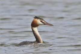 <p>POTÁPKA ROHÁČ (Podiceps cristatus) /Great grested grebe – Haubentaucher/</p>